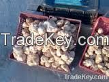 White Truffles
