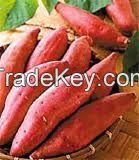 Fresh Sweet Potatoes