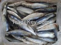 Frozen Sardine Fish