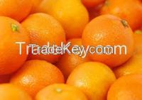 Fresh Tangerines, Oranges, Limes, Lemons