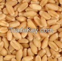 Organic Milling Wheat