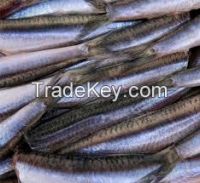Frozen Salted Anchovy Fish