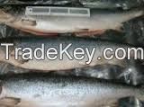 Frozen Atlantic Salmon Fish
