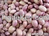 Vigna Beans