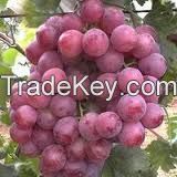Red Seedless grapes