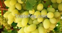 Thompson White Seedless grapes