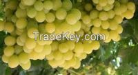 Prime Seedless White Seedless grapes