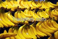 Fresh Dwarf Manzano Plantain Red Wild Banana