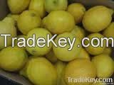 FRESH SOUTH AFRICA FARM LEMON