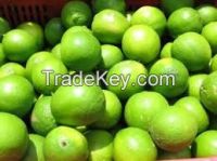 FRESH PESIAN GREEN LIME