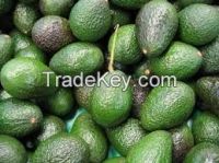 FRESH FUERTE AVOCADO