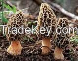 Dried Morel/Black Wild Mushroom for Sale