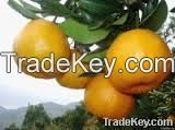 New Crop Fresh Navel Orange