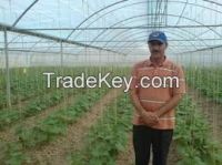Polycarbonate sheet agricultural greenhouse