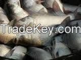 Russian Flavor Dried Flounder Fish 