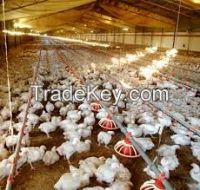 controlled poultry farming equipment for meat chicken