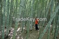 Moso Bamboo plant