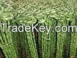 All types of plant named bamboo nature