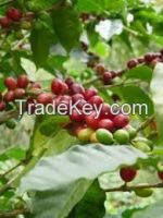 Coffea arabica powder chlorogenic acid 50% green coffee bean extract