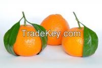 Fresh Honey Mandarin Orange Citrus Fruit