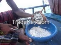 automatic coconut meat grinder machine