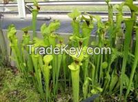 Tropical can plant carnivorous plant