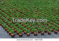 nursery pots flower pots & planters