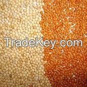 white Sell Broomcorn Millet with Husk