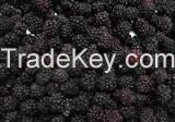 IQF frozen blackberry fruit
