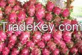 DRAGON FRUIT/VIETNAM DRAGON FRUIT/VIETNAM FRESH DRAGON FRUIT