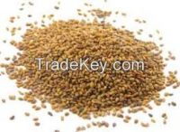 grass seeds alfalfa seeds for planting