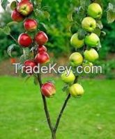 fruit plants, fruit grafts, seedlings and rootstocks