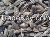 HIGHT QUALITY COTTON SEED 