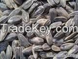 Jatropha Seeds 