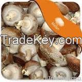 fresh mushroom morchella conica