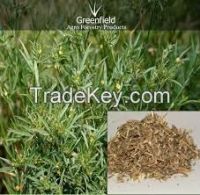 alfalfa grass seed for planting
