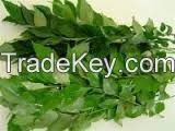 Curry Leaves