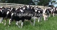 Goat and Sheep for Sale