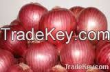 fresh red big onion in china