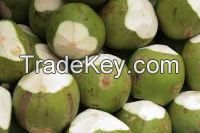 fresh Coconuts suppliers