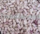 Crop 180,200,220pcs Light Speckled Kidney Bean YIAN LSKB