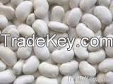 White kidney beans /Haricot beans good for recipes(baked beans) new crop
