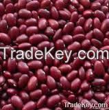 British Type Dark Red Kidney Bean