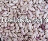 crop good quality light speckled kidney beans low price