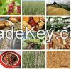 Grains & Cereals