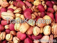 Red Kola Nut | Bitter Kola Nut