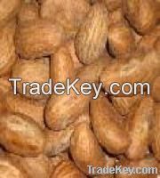 Kola Nuts