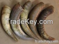 Sell Cow And Buffalo Horns