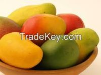 New crop iqf frozen mango , frozen fruit manufucture