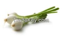 spring onion